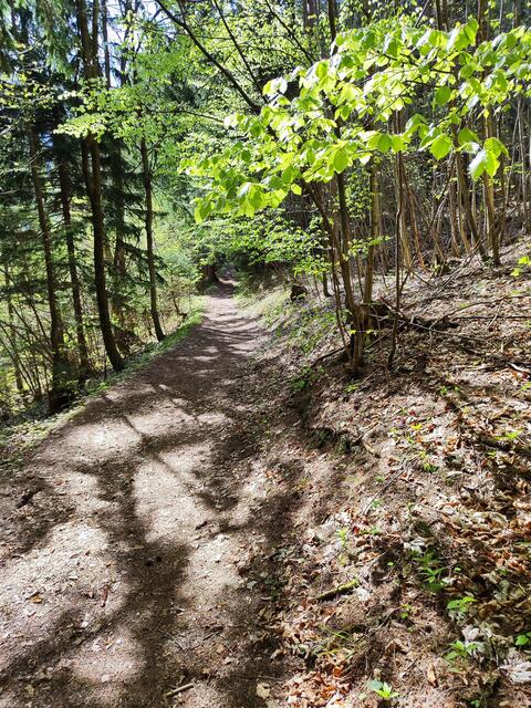 schöne Waldwege geht es dahin... | Foto: I.Wozonig