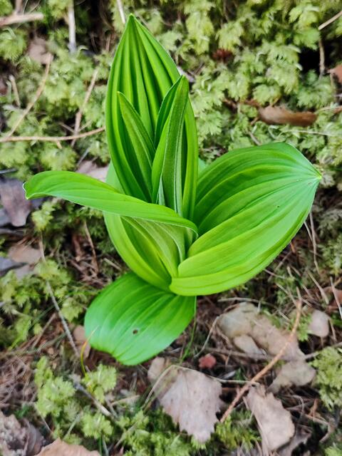 auch am Boden entdeckt man viel Frisches... | Foto: I.Wozonig