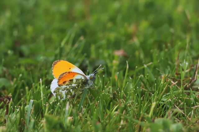 Ein Aurorafalter hat mich auch besucht.