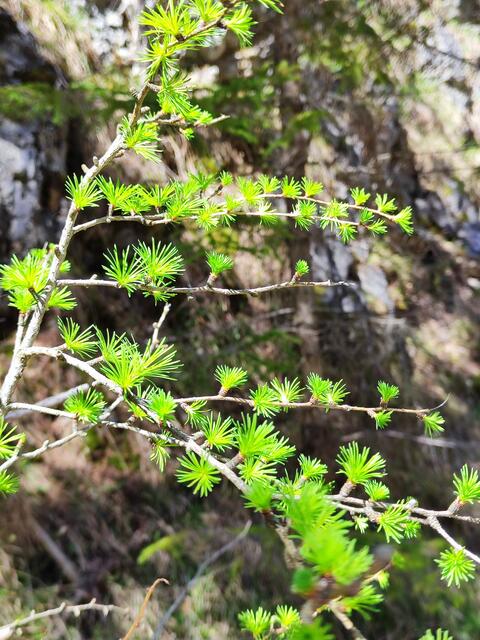 auch die Lärchen treiben aus... | Foto: I.Wozonig