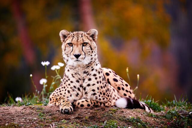 Im Tierpark Altenfelden können viele verschiedene Tierarten bestaunt werden. | Foto: Tierpark Altenfelden