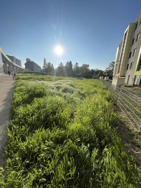Derzeit dominiert saftiges Grün.  | Foto: Privat