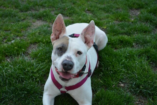 Marie sucht ein neues Zuhause