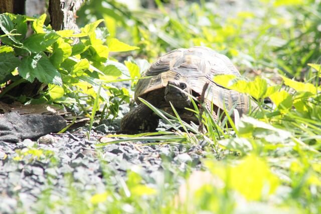Ein männliches Tier (testudo hermanni boettgeri) in seinem Freigehege