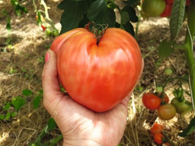 Mini-Symposium am 18. Mai zum Thema Perspektiven kleinbürgerlicher Landwirtschaft. | Foto: Almgrün