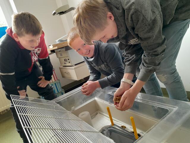 Die Aufregung war groß, als nach exakt 17 Tagen über Nacht plötzlich 21 Küken geschlüpft waren.  | Foto: Sport/Mittelschule St. Valentin/Schubertviertel