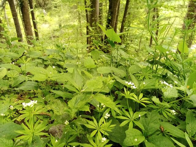 Der Waldmeister blüht