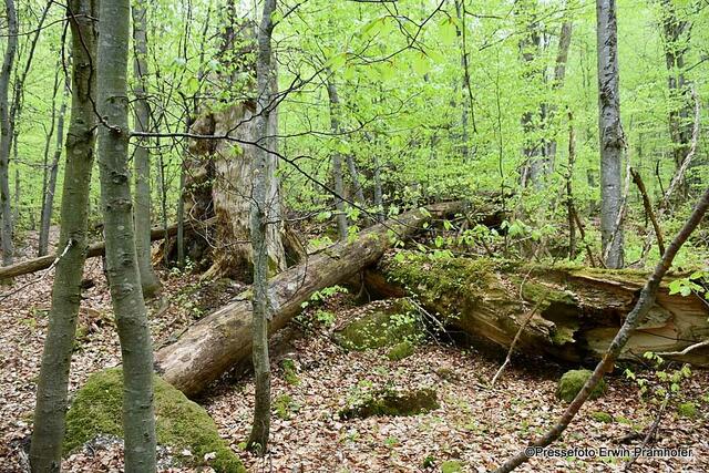 Urwald Urwald in Sandl: Fast nicht zu finden, nah an der Tschechischen Grenze ...