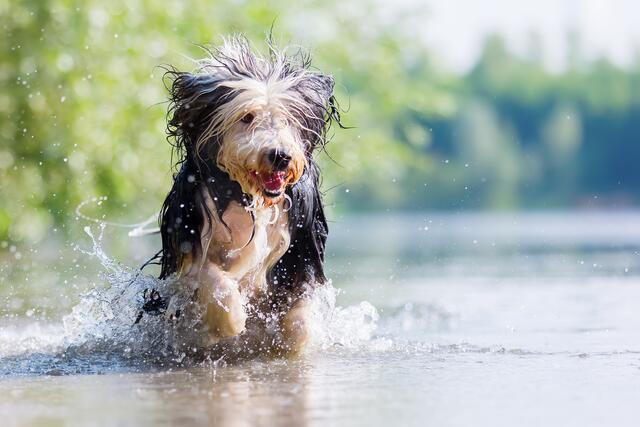 Am 20. Mai wird der entstehende Hundestrand am Silbersee von aktiven Hundehaltern gesäubert. Jeder ist dabei herzlich willkommen. | Foto: Adobe Stock/Christian Müller