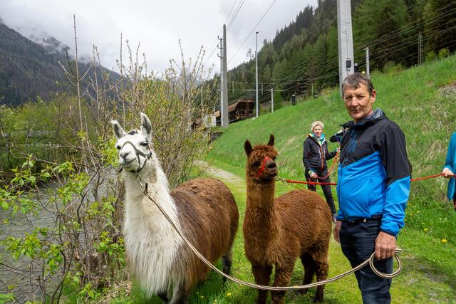 Es gab auch eine Alpaka/Lama-Wanderung | Foto: BFKDO Spittal/Drau