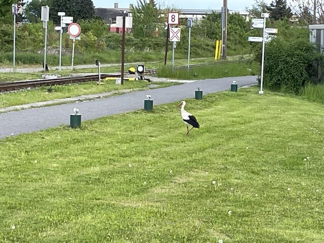 Storch in Ober-Grafendorf | Foto: Martina Schweller