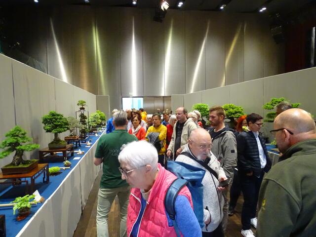 bonsai ascheberg öffnungszeiten Bonsai Sageretia theezans (6 Jahre) online kaufen – Urbangreen main image 1