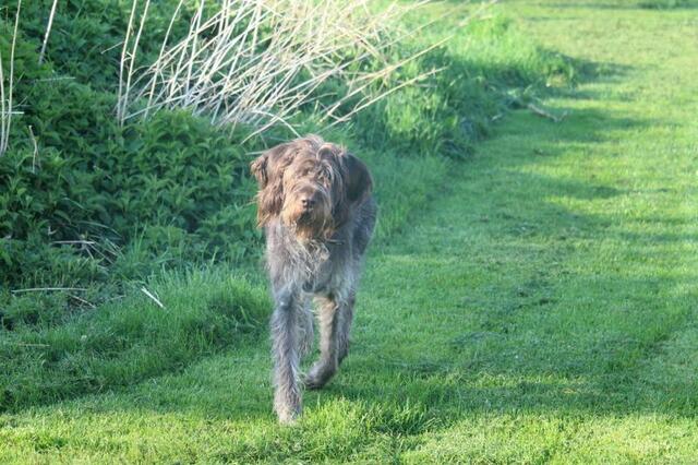 Hugo, *2012, deutschrs Langhaar, ist sehr brav, verträglich und mag Kinder, Katzen unbekannt. | Foto: zVg