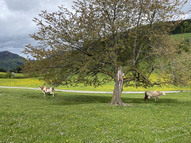 Foto: Martina Schweller