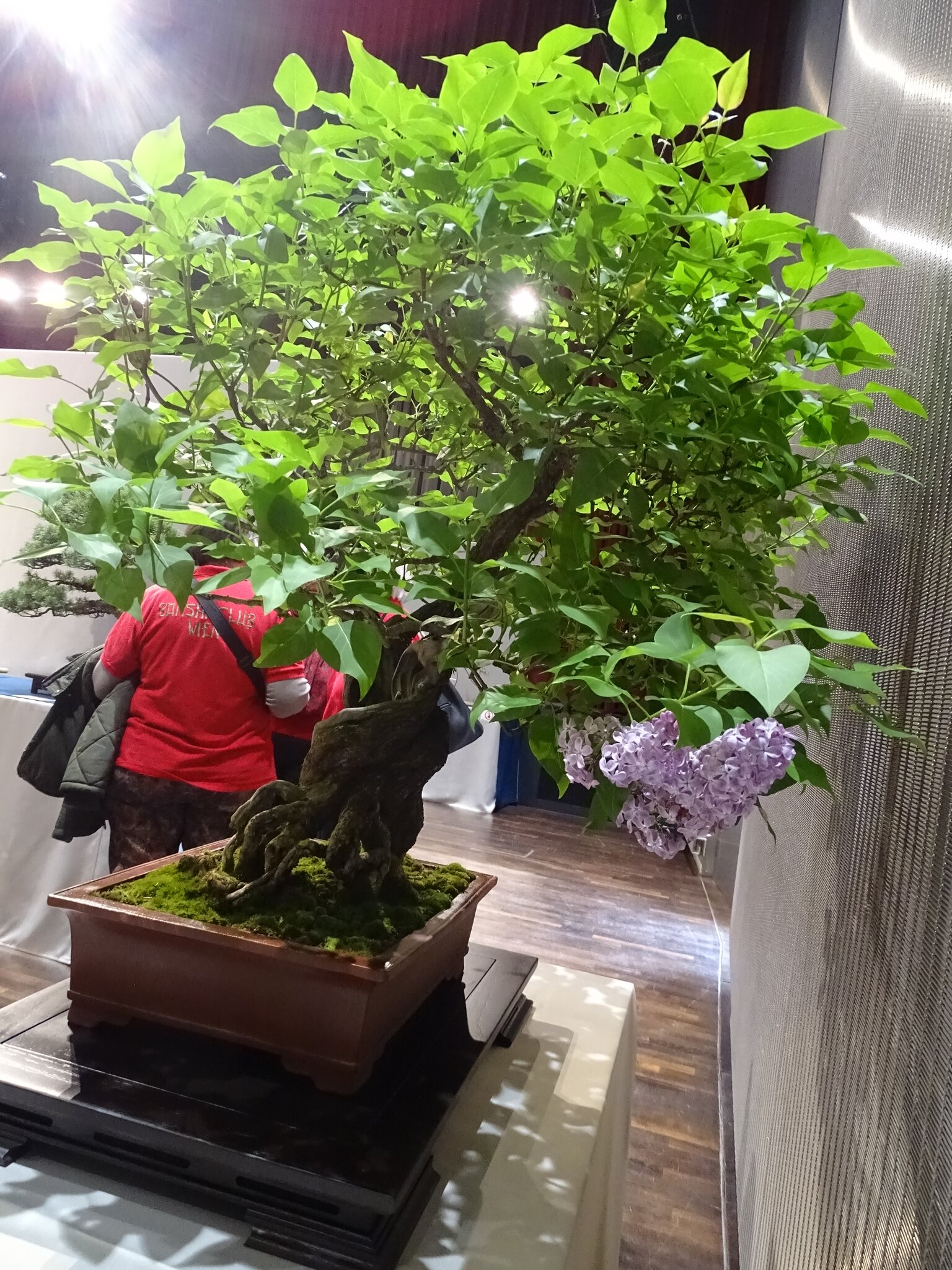 Weiz: Bonsai-Ausstellung im Weizer Kunsthaus - Weiz