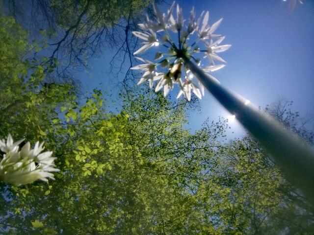 Wenn ein Mäuschen nach oben schaut 