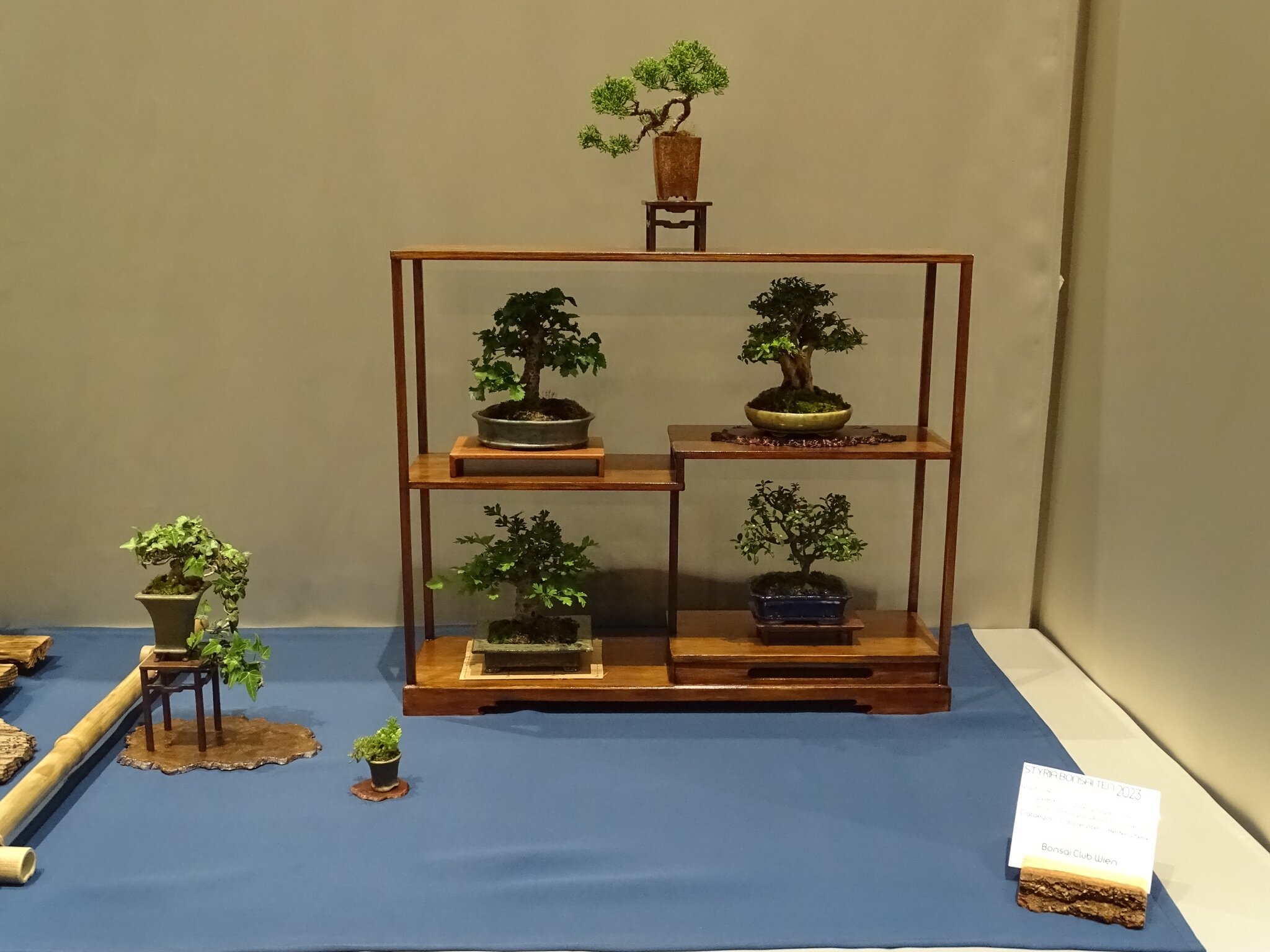 Weiz: Bonsai-Ausstellung im Weizer Kunsthaus - Weiz