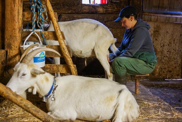 Die Milch für den Käse und den Butter stammt von den eigenen Ziegen und Kühen. | Foto: ServusTV/DMG