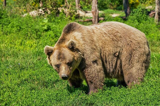 In den letzten Tagen wurde in Grödig und Großgmain ein Bär gesichtet. Die Jägerschaft versucht den Tieren auf die Spur zu kommen. | Foto: Symbolbild: Pixabay