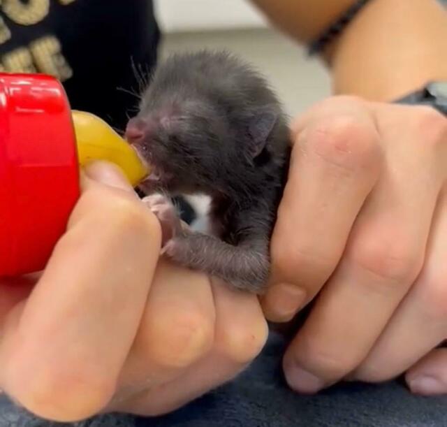 Hier wird eines der Katzenbabys mit Essen versorgt. | Foto: Facebook/Tierheim Wolfsberg