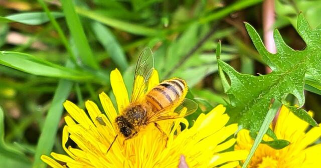Biene in Bestäubungslaune bei der Trachteinholung. | Foto: Schwaighofer