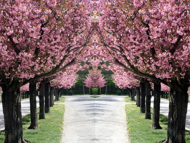 Blütenallee. | Foto: Fotocommunity