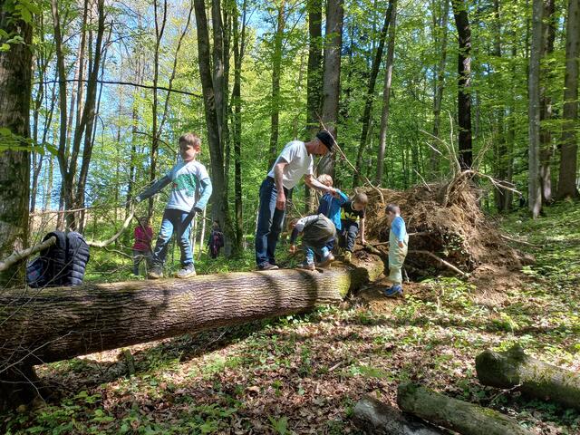 Beim wöchentlichen Waldtag wird gemeinsam geforscht, erkundet, gelernt und ausgiebig bewegt. | Foto: Kindergarten Großklein