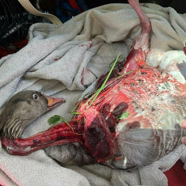 In einem absolut erschreckenden Zustand fand der Bademeister die gequälte Gans. Sie konnte nur mehr eingeschläfert werden. | Foto: Österreichische Tierrettung