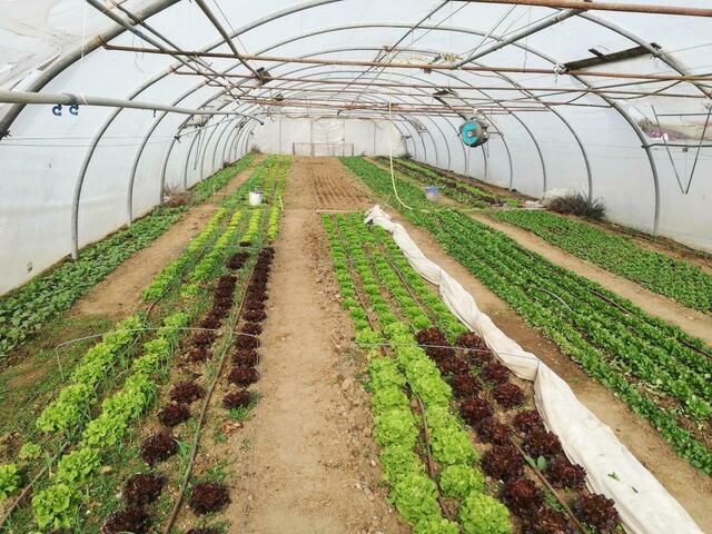 Viele landwirtschaftliche Betriebe, Geschäfte und regionale Initiativen versorgen die Einwohnerinnen und Einwohner des Kremstals mit Lebensmitteln (Foto: Biogemüse von "Krünzeug" in Inzersdorf) | Foto: Krünzeug
