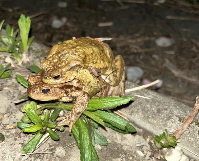 Wechselkröten sind im Donaufeld noch zuhause.  | Foto: Privat