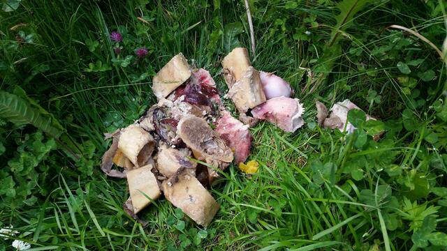 Entsorgung von Knochenresten während der Wachstumsperiode | Foto: Tiroler Bergwacht - Einsatzstelle Stubai