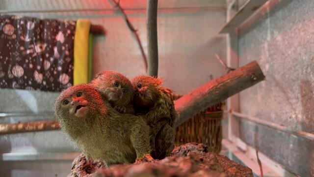 Foto: Tierschutz Austria