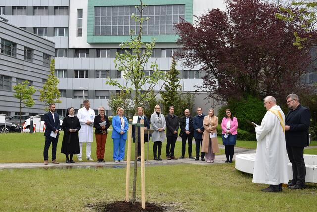 In Ried findet man den Apfelbaum im Patientengarten nahe dem Kreisverkehr. | Foto: Ordensklinikum Innviertel