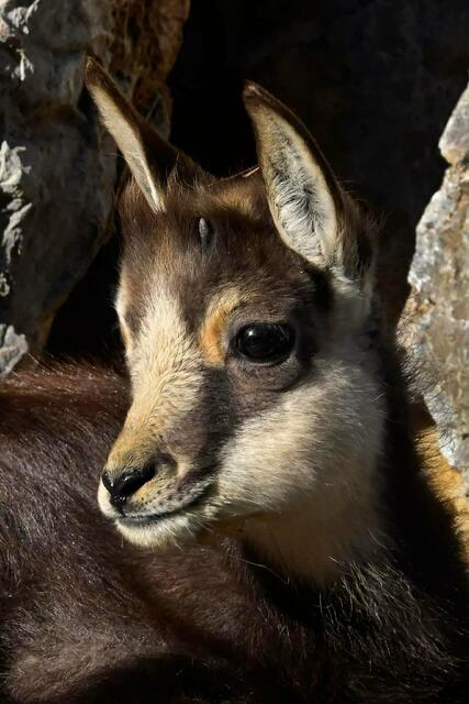 Schnell sind die kleinen Gamsen auf den Beinen und erkunden ihr Gehege. | Foto: Alpenzoo Innsbruck
