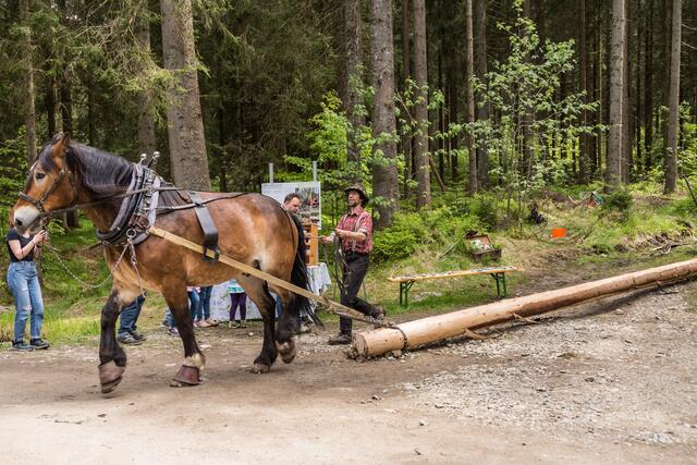 Mehrere historische Methoden des Holztransportes wurden anlässlich des Festes bei der Schauschwemme vorgeführt. | Foto: Alfred Hofer