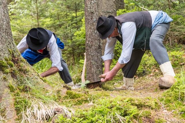 Ein Baum wird mit einer alten Säge gefällt und anschließend von einem Pferd weggezogen. | Foto: Alfred Hofer