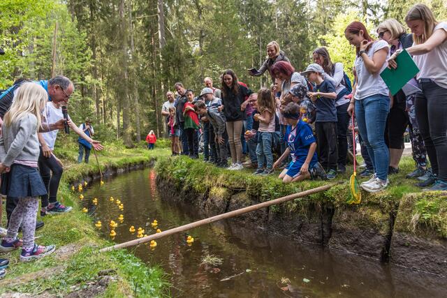 Ein Enten-Wettschwimmen war besonders für die Kleinen und für die Eltern ein spannendes Erlebnis. | Foto: Alfred Hofer