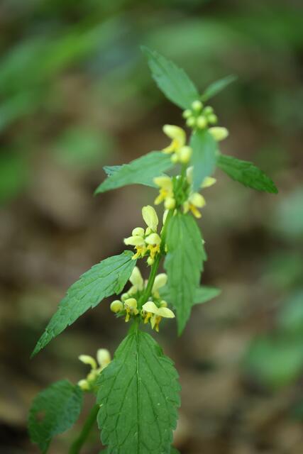 Foto: Maria Tiefenbacher-Schöndorfer, 2023