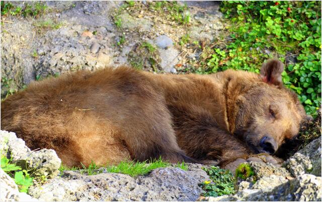 Der Braunbär Aragon aus dem Hellbrunner Zoo bei einer "Siesta". | Foto: Gertrude Müller