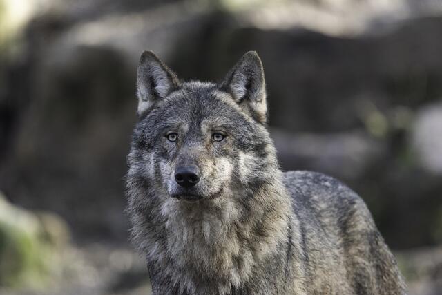 Die Fauna-Flora-Habitat-Richtlinie wäre mittlerweile 30 Jahre alt und müsse dringend der jetzigen Lebensrealität angepasst werden, so die Forderung LH Mattle und LHStv Geisler.  | Foto: Pixabay/keyouest (Symbolbild)