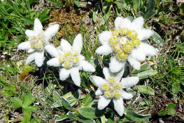 Das Edelweiß, Symbolpflanze der Alpen, stammt aus dem Himalaya.