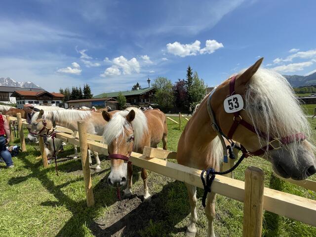 Haflinger im Mittelpunkt. | Foto: Kogler