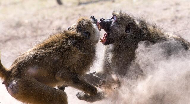 Auch die Kunst der Tierfotografie beherrscht Michael Weichinger. | Foto: Michael Weichinger