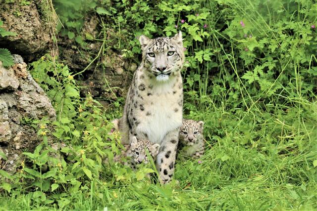 Die beiden mittlerweile acht Wochen alten Schneeleoparden machten kürzlich einen ersten Ausflug in den Außenbereich ihres Geheges. | Foto: Zoo Salzburg