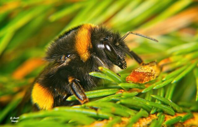 .........der Duft hat sie wahrscheinlich angelockt,grinssss......