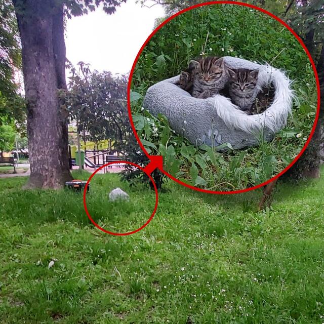 Hinter diesem Baum im Hessenpark hat ein Tierquäler die hilflosen Kätzchen sich selbst überlassen – neben einem ungeöffneten Futtersack. | Foto: ICARA