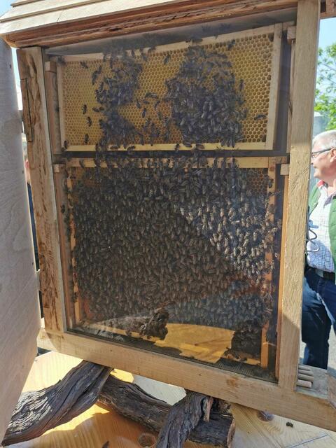 Ohne Bienen gibt es kein Leben. Die wichtige Arbeit der Imkerinnen und Imker wurde in Leutschach in den Fokus gerückt. | Foto: derWaltl
