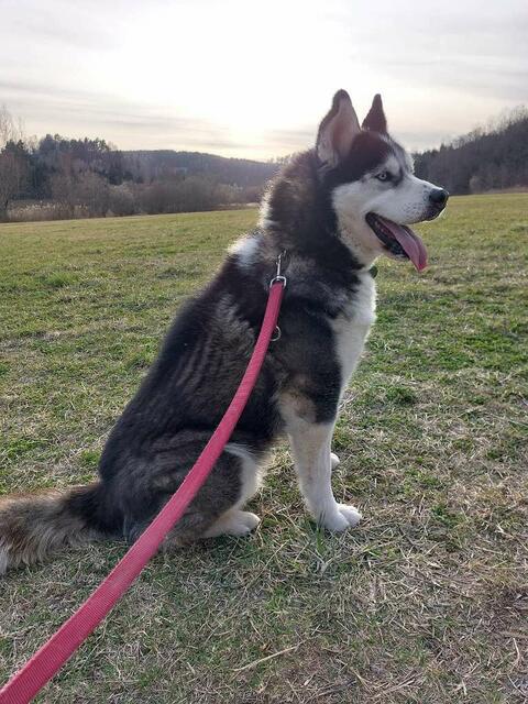 Nanook braucht viel Zuwendung. | Foto: Renate Sabathi