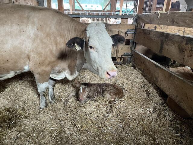 Hansjörg Landmann war mit seinem 1997 errichteten Laufstall Vorreiter in der Region. | Foto: Veronika Mair