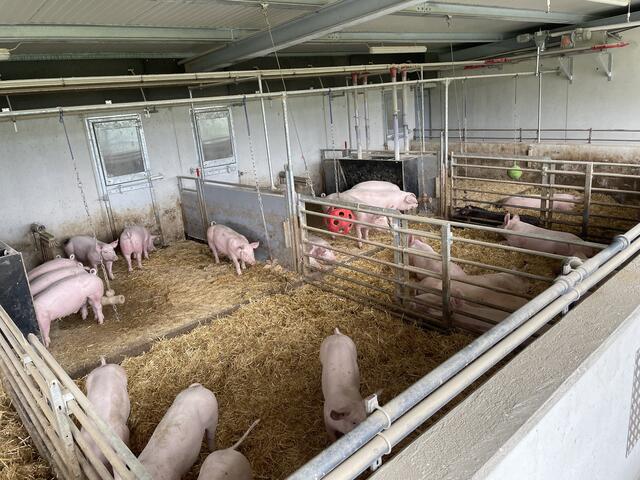 Stefan und Andreas Lindner erbauten 2021 einen Tierwohl-Schweinestall für 60 Tiere. | Foto: Veronika Mair